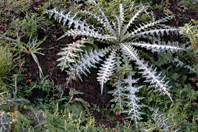 Galactites tomentosus